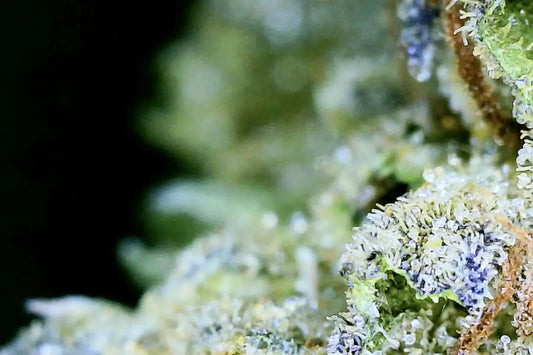 Top Shelf THCa Flower: From Cultivation to Consumption