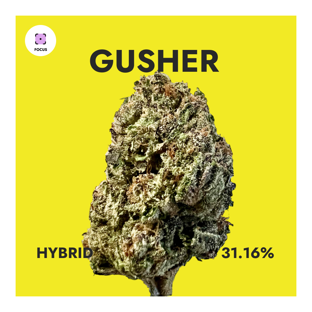 Gusher - Top Shelf THCA Flower