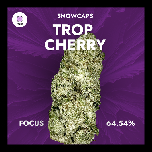 Trop Cherry - Exotic Snowcaps